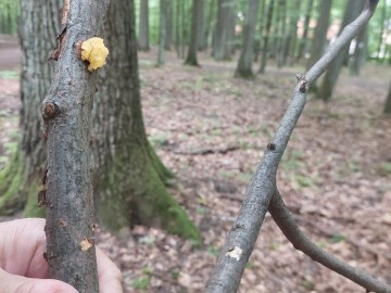 Trzęsak pomarańczowożółty - jego owacnik jest galaretowaty, spotykany w kolorach jasnożółtych aż po ciemnopomarańczowych, 